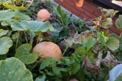 IMG_20261002_080151