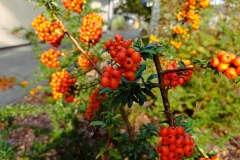 IMG_20261005_154322